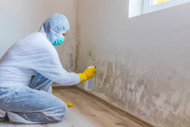Licensed Attic Mold Removal service in Plainfield, IL - WQB Mold Removal