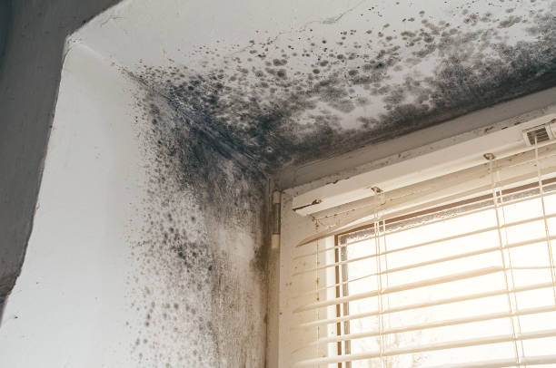 Affordable Attic Mold Removal solutions in Plainfield, IL